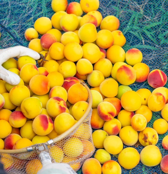 금박이 빛나는 고품격 매실주 HAMADA 750ml 13도 무료배송 – 5년 연속 국제 품평회 최고금상 수상 프리미엄 선물용