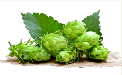 오리온 75비루 시마카제 필스너 350ml × 24캔 무료배송 – 섬의 바람을 닮은 청량한 프리미엄 라거