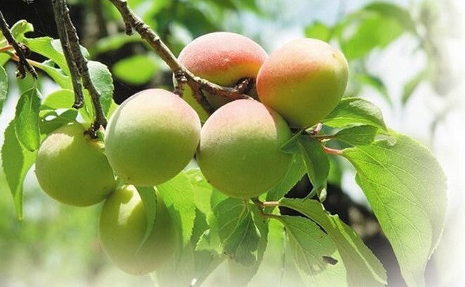 만세락 (만세의 기쁨) "2년 숙성"  가가 우메슈 720ml 14% 무료배송 - 300년 전통 양조장이 빚은 로제빛 감동