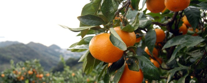 와카노메구미 프리미엄 미칸주(감귤주) 720ml 6도 무료배송 — 타무라 미칸 과즙과 준마이 다이긴조의 우아한 조화