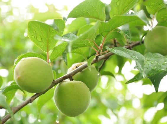 에비스 대흑 복매 후쿠우메 우메슈 1.8L 12.4% 무료배송 – 복을 상징하는 대흑신이 미소 짓는 깊은 맛의 프리미엄 흑설탕 숙성 매실주