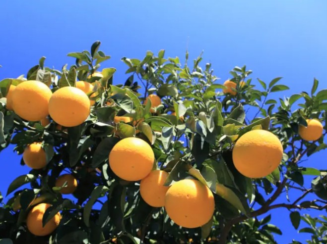 나카노BC 기슈 하사쿠(음력 8월 1일 무렵에 처음 수확되는 감귤의 한 종류)  우메슈 720ml 12도 무료배송 - 산뜻한 쌉쌀함과 달콤한 조화 상큼함이 오래 남는 감귤 리큐르