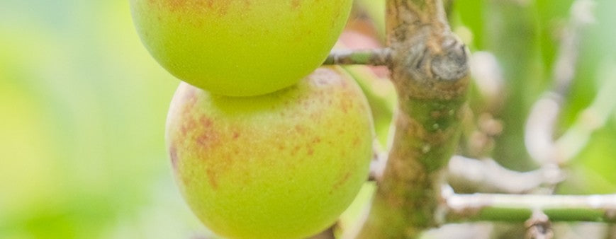 에비스  후쿠우메(복매) 브랜디 베이스 우메슈 프리미엄 매실주 720ml 14% 무료배송 – 장인의 비밀 배합으로 탄생한 복을 부르는 리큐르