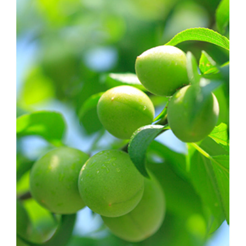 유메히비키 숙성 우메슈 720ml 20도 무료배송 - 3년 이상의 깊은 숙성과 오크 감각이 만드는 정갈한 여운