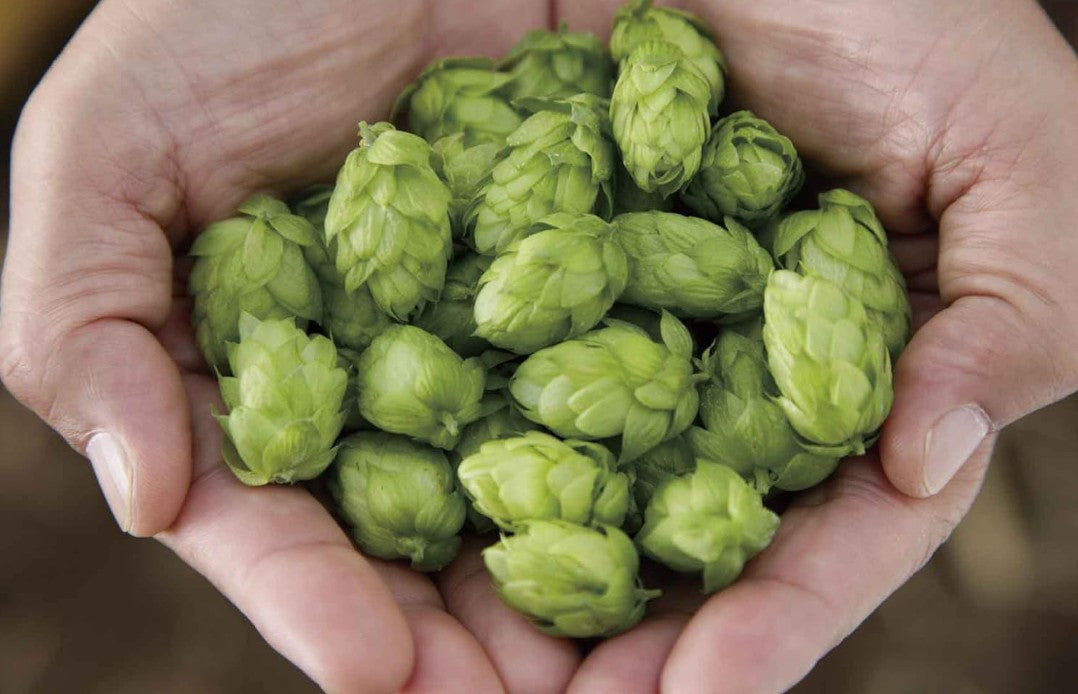 일본 IPA의 원조! 인도의 청귀 350ml × 24캔 무료배송 – 홉의 폭풍을 경험하세요