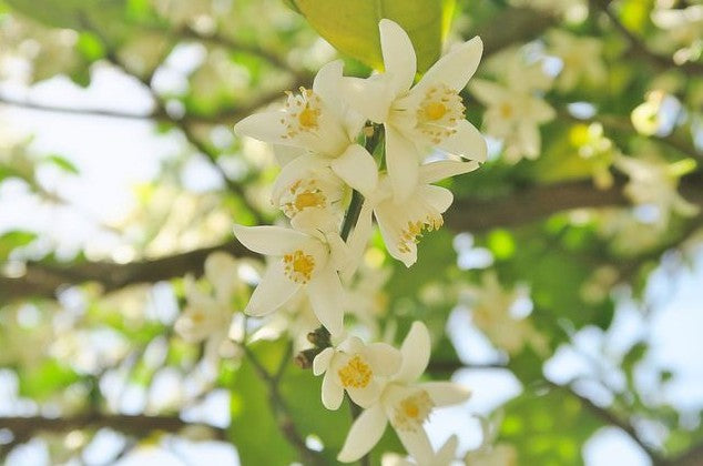 나카노 주조 쿠니자카리 ‘할머니의 유즈슈’ 720ml 7도 무료배송 - 상큼달콤 저도수, 따뜻하게도 시원하게도 즐기는 무첨가 유자 리큐르