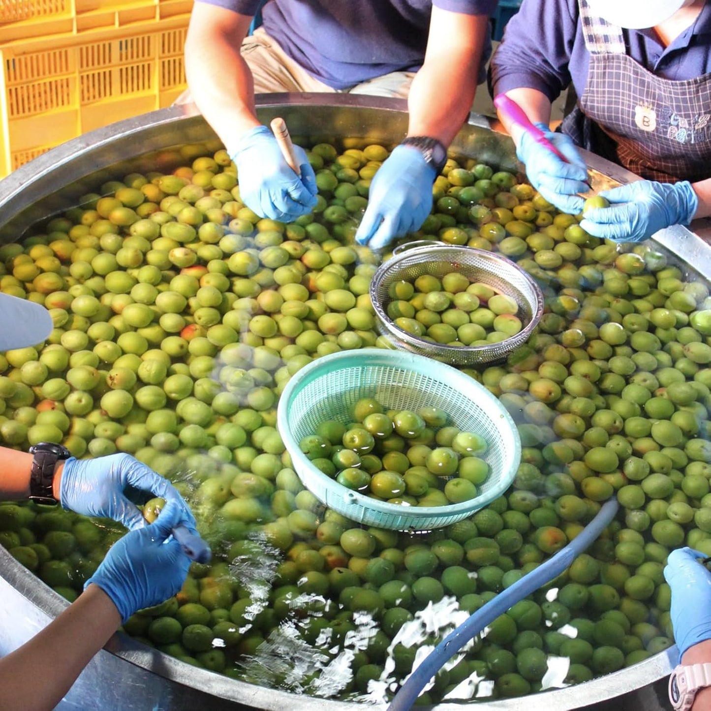 본가 마츠우라 고추 우메슈 720ml 12도 무료배송 – 매실의 달콤함과 매운 고추의 대담한 만남, 중독적 프리미엄 리큐르