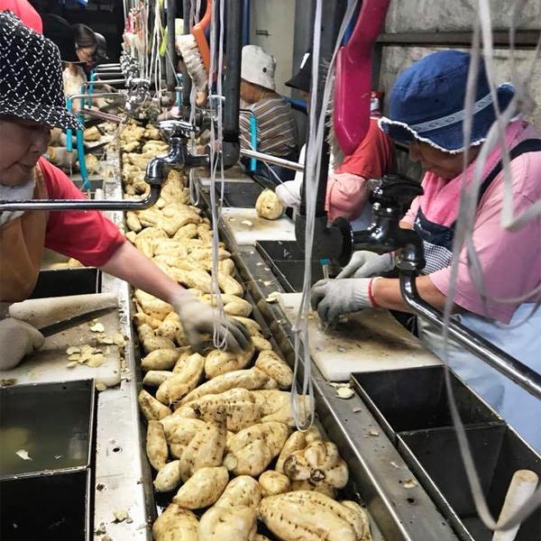 부니세 하이 (불이재) 고구마 소주 (사타소지주조) 30도 1.8L 무료배송