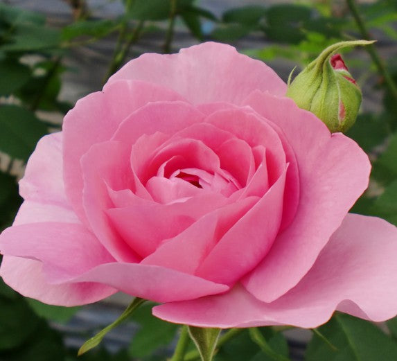 유메히비키 로즈 우메슈 200ml 12% 무료배송 – 정성 담은 장미꽃잎과 매실의 조화, 선물용 감성 리큐어