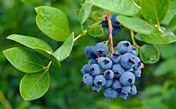 나카노 BC기슈 블루베리 매실주 720ml 12도 무료배송 - 진한 보랏빛 블루베리와 남고매가 만들어낸 디저트 같은 달콤한 한잔