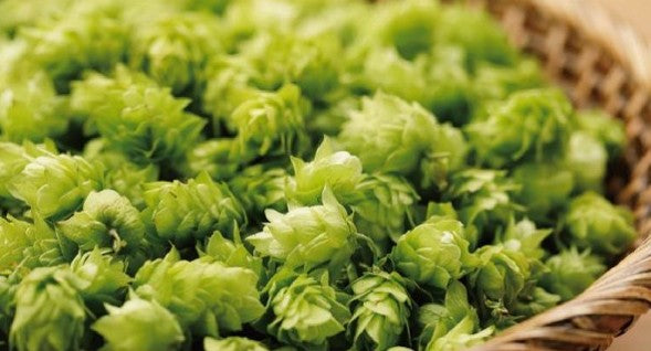 산토리 프리미엄 몰츠 카오루 에일 350ml × 24캔 무료배송 - 향기로 마무리하는 하루, 산토리 카오루 에일