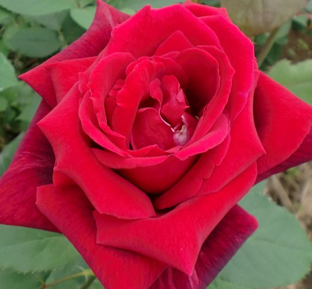 유메히비키 로즈 우메슈 200ml 12% 무료배송 – 정성 담은 장미꽃잎과 매실의 조화, 선물용 감성 리큐어