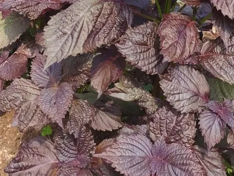 탄타카탄 시소 매실주 720ml 12도 무료배송 - 루비빛 시소향과 산뜻한 단산미