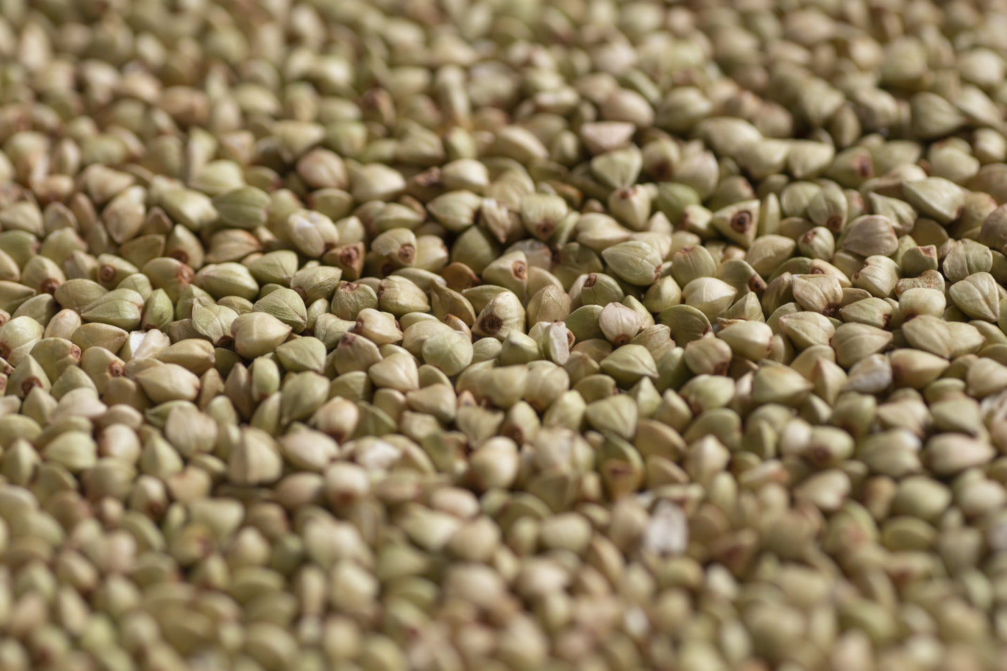 텐잔 토카쿠시  메밀(소바) 소주 25도 720ml 무료배송