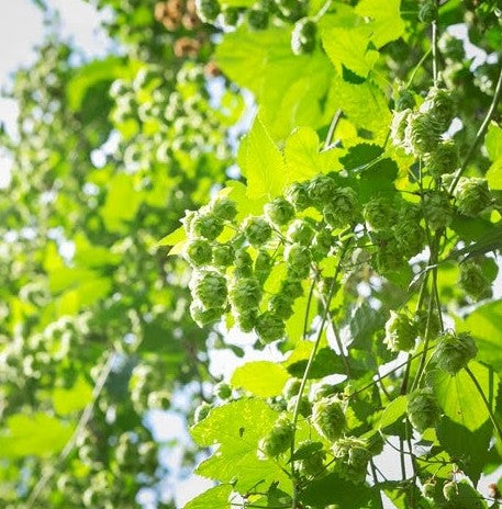 기린 하루에비 맥주 350ml × 24캔 무료배송 – 청명한 홋카이도의 바람을 담은, 기린의 17년 만의 신작 라거