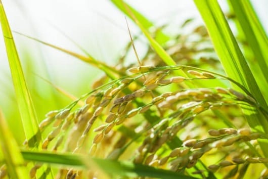 쿄히메 감숙 유자 레몬주 500ml 7도 무료배송 – 상큼 폭발, 교토 후시미의 산뜻한 시트러스 리큐르