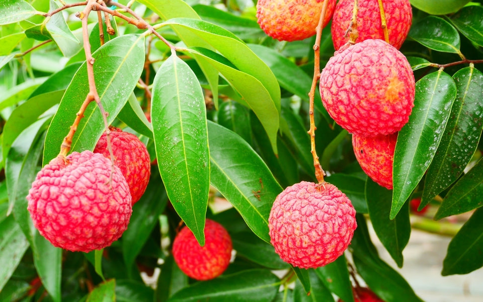 키타지마 소금 라이치 720ml 7도 무료배송 - 산뜻한 라이치와 소금 한 꼬집이 만든 깔끔한 트로피컬 밸런스