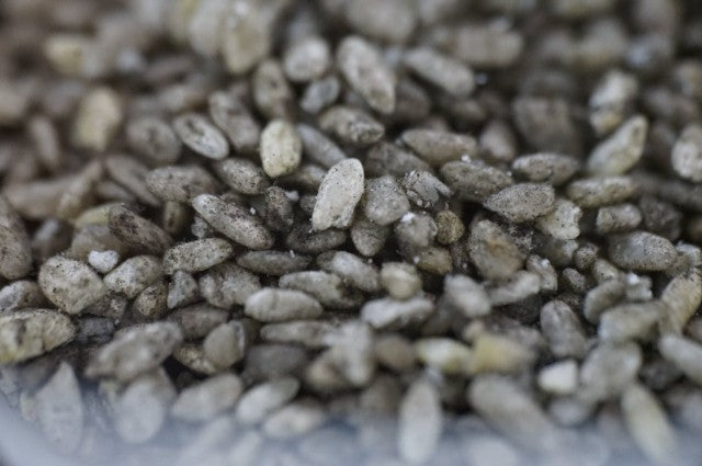 세이후쿠 유자 시쿠와사 1.8L 10도 무료배송 - 상큼한 과즙과 아와모리의 깊이, 섬 향기로 완성한 균형 리큐어