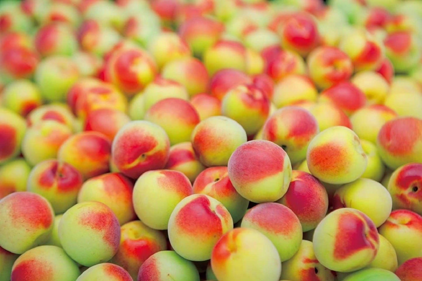 초야 블랙 1.8L 14도 무료배송 – 프랑스 브랜디 블렌드로 완성한 깊고 고급스러운 매실주