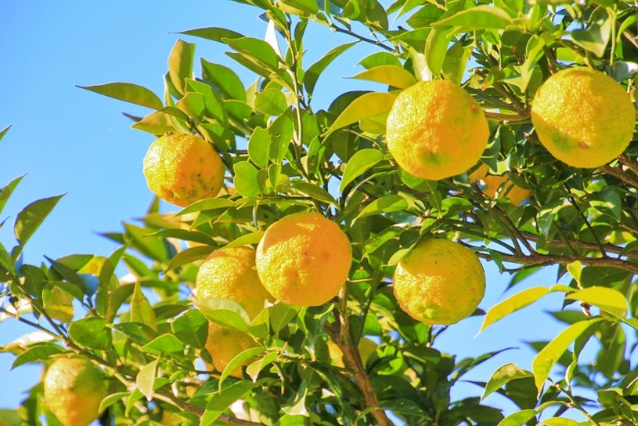 킨료 유자주 500ml 8도 무료배송 - 과즙 45% 상큼 폭발, 무첨가 프리미엄 리큐르