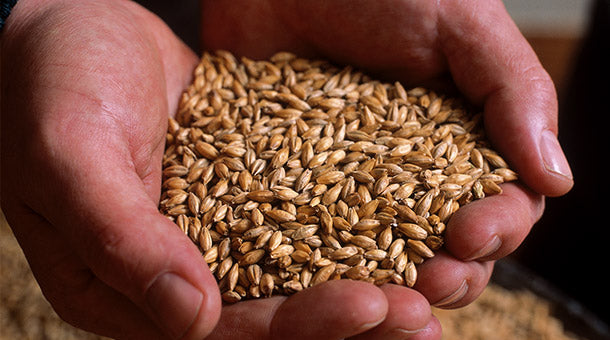 아사쿠라 브랜디 캐스크 피니시 40도 500ml 무료배송 – 브랜디 오크에서 마무리 숙성한 깊고 달콤한 프리미엄 보리소주