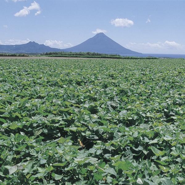 부니세 하이 (불이재) 고구마 소주 (사타소지주조) 30도 1.8L 무료배송