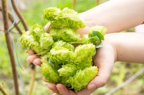 기린 하루에비 맥주 350ml × 24캔 무료배송 – 청명한 홋카이도의 바람을 담은, 기린의 17년 만의 신작 라거