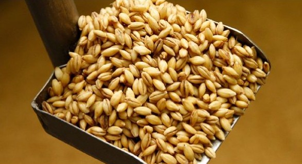 기린 하루에비 맥주 350ml × 24캔 무료배송 – 청명한 홋카이도의 바람을 담은, 기린의 17년 만의 신작 라거