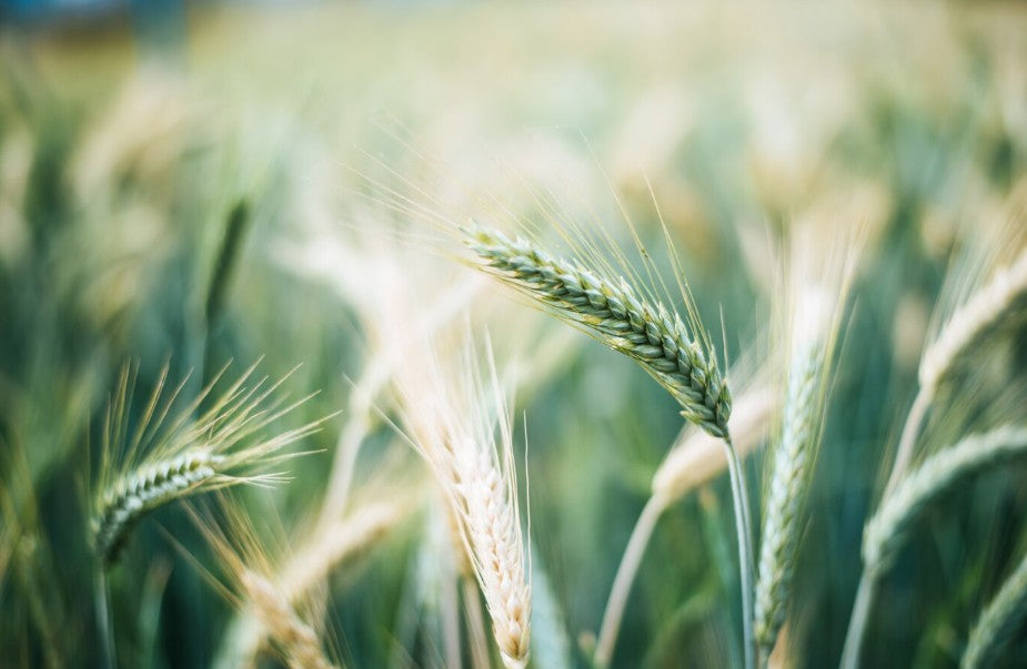 쿠로우마(검은말)  텐쿠(하늘을달린다)  프리미엄 보리 소주 25도 1.8L 무료배송