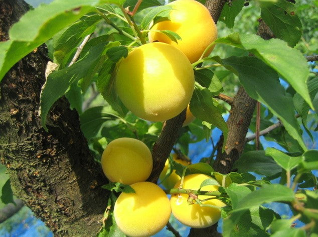 우구이스토마리 오토로 니고리 매실주 1.8L 12도 무료배송 – 과육이 살아있는 프리미엄 걸쭉 우메슈