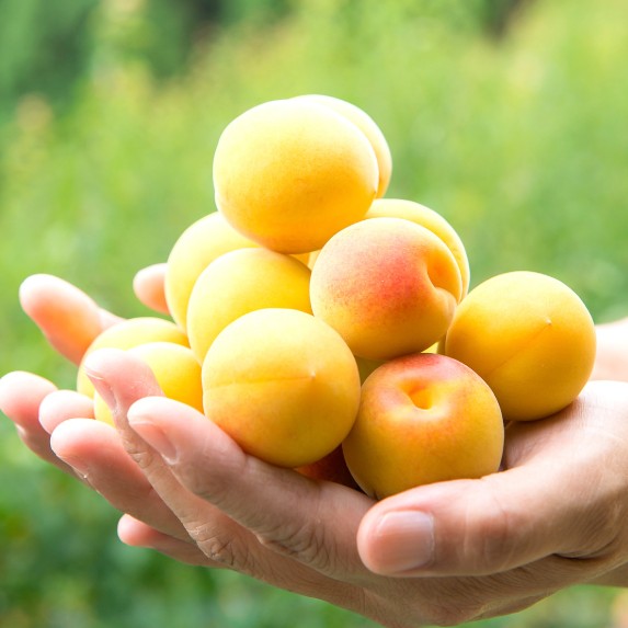 쿠마노전설 블랙 매실주 720ml 13도 무료배송 – 완숙 난코우매 3년 숙성의 고급 프리미엄 리큐르