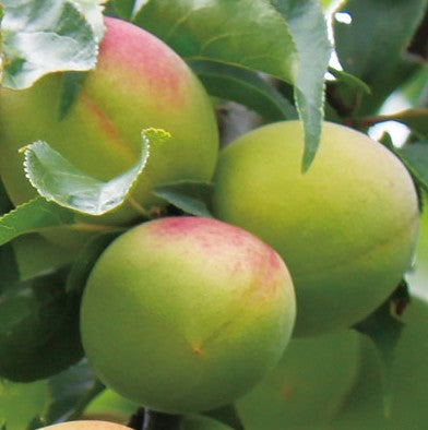 본가 마츠우라 니고리 우메슈 12도 500ml 무료배송 – 농밀한 과육의 진한 매혹, 매실 디저트 같은 프리미엄 주류