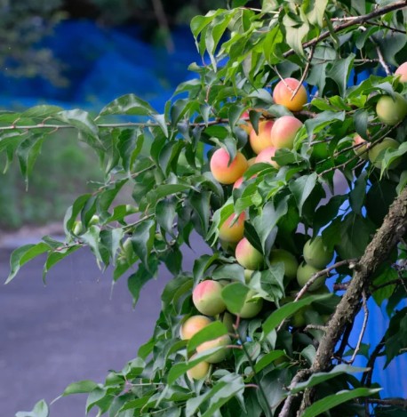 교토 우메슈 720ml 10도 무료배송 – 교토산 매실로 빚은 프리미엄 매실주