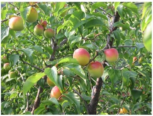 초야 블랙 1.8L 14도 무료배송 – 프랑스 브랜디 블렌드로 완성한 깊고 고급스러운 매실주