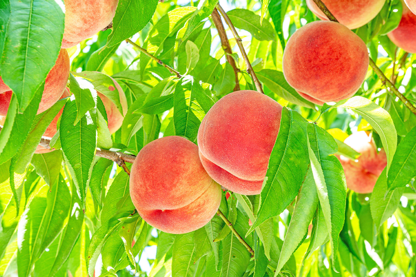 산토리 KANÁDE 백도 700ml 30도 무료배송 - 향긋하고 부드러운 복숭아 리큐르의 정점