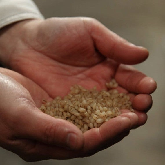 유자코마치 “S” 500ml 7도 무료배송 - 이키 소주 베이스에 시쿠와사 과즙을 더한 상큼 프리미엄 유자 리큐르