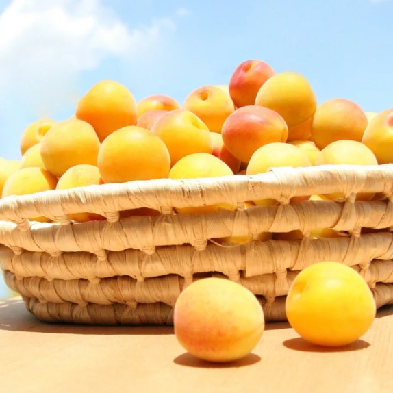 가미하야산 우메슈 화이트 11도 720ml 무료배송 - 산뜻한 산미와 깔끔한 마무리, 식사와 잘 어울리는 정통 농가 우메슈